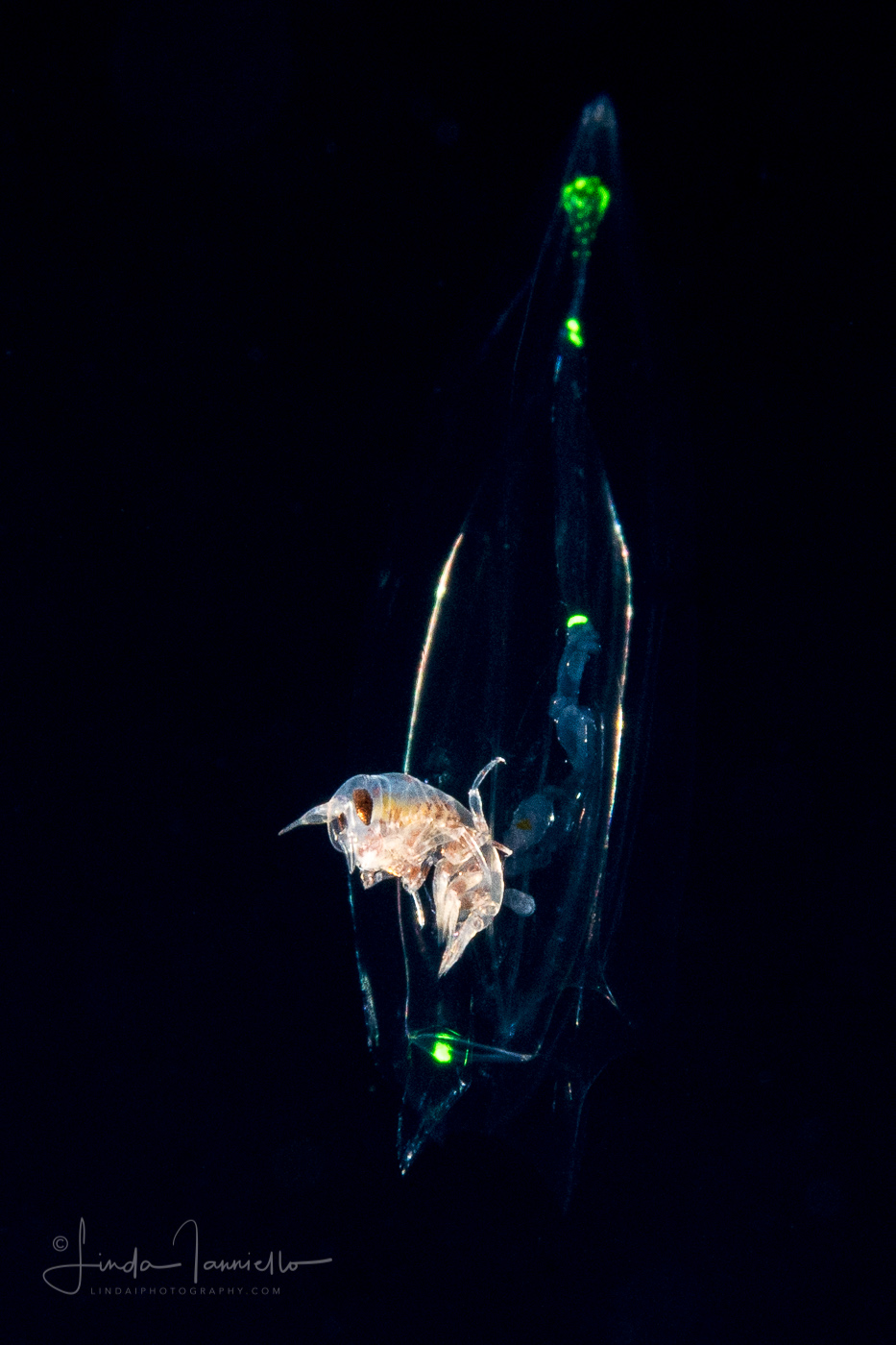 Hyperiid Amphipod in a Siphonophore -  Diphyes sp.