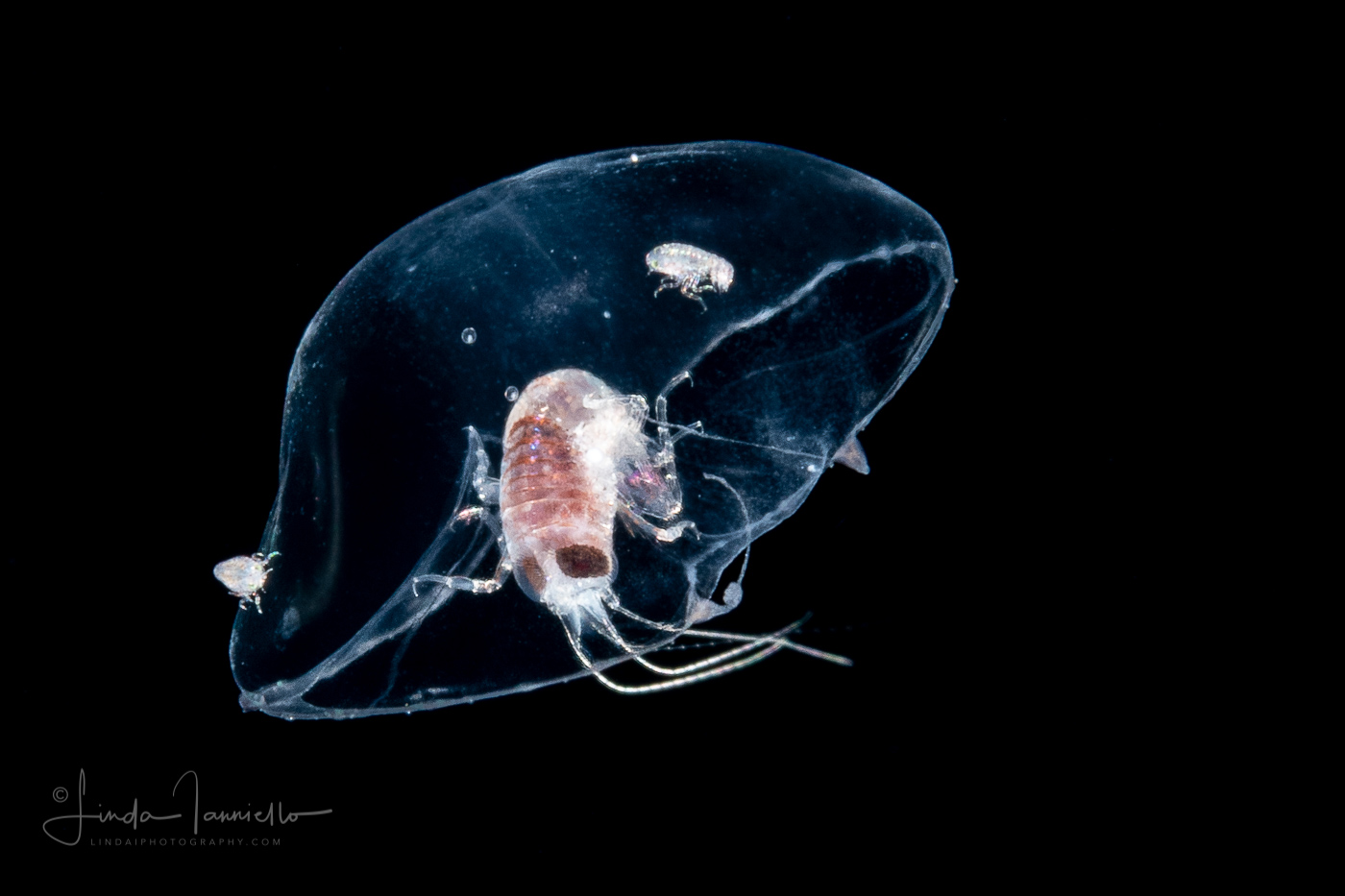 Hyperiid Amphipod on a Jellyfish