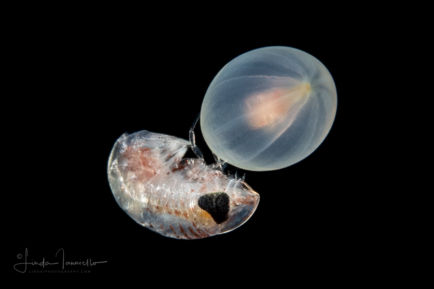 Hyperiid Amphipod on a  Sea Anemone Larva - Actiniaria - Cnidaria - Anthozoa