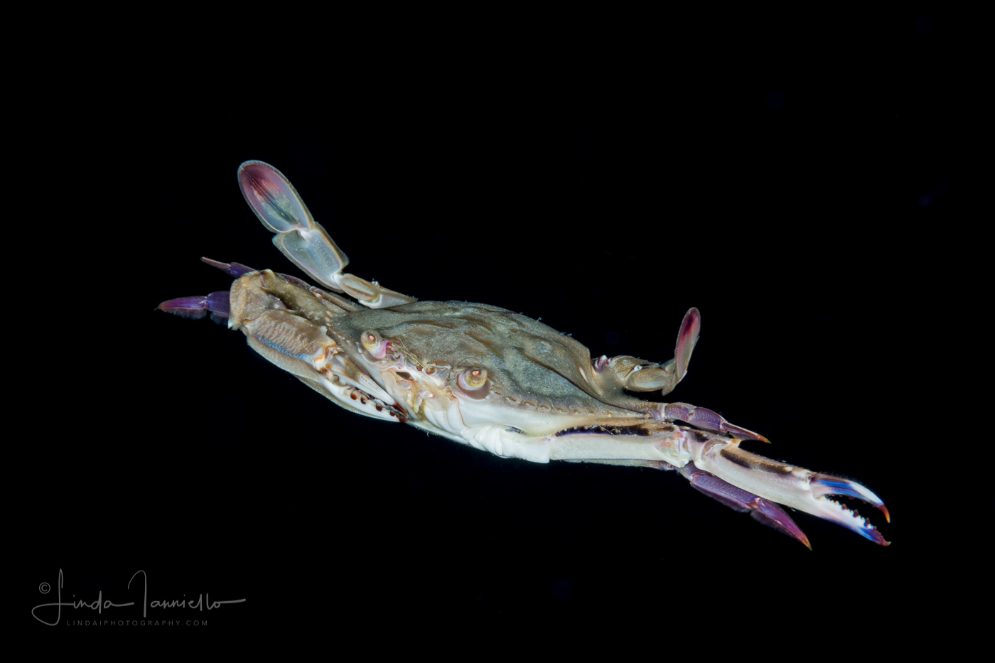 Iridescent Swimming Crab - Portunidae Family - Achelous gibbesii or Portunus gibbesii