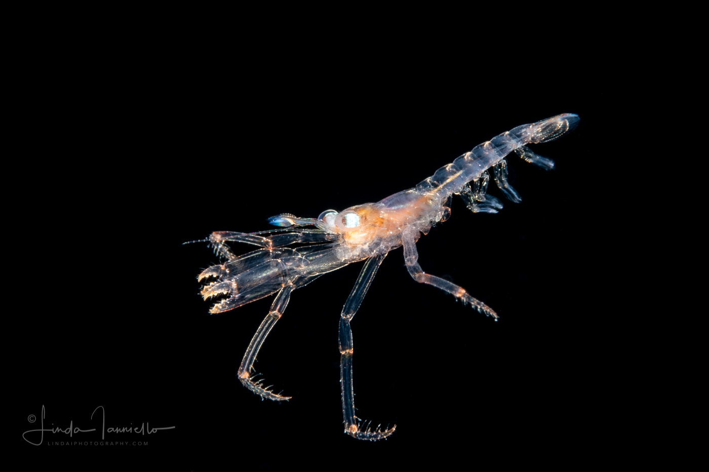 Left-Handed Hermit Crab Megalopa - Anomura - Diogenidae Family