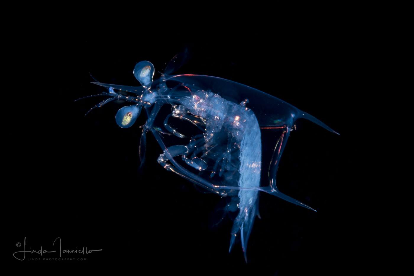 Mantis Shrimp Larva - Stomatopoda