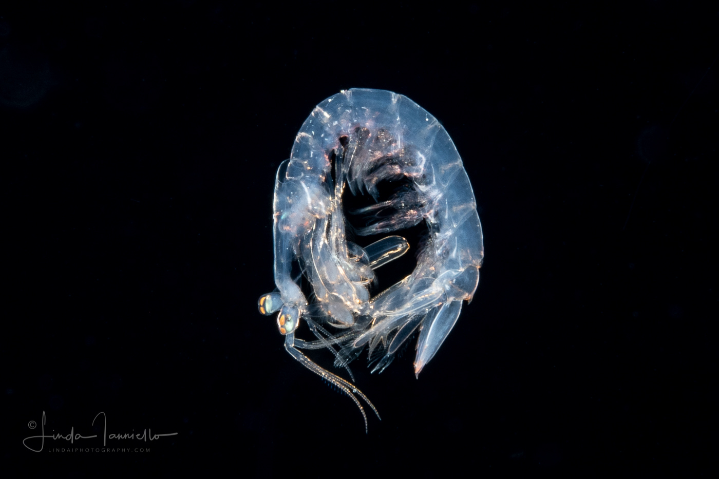 Mantis Shrimp Larva - Stomatopoda - Scaly-Tailed - Lysiosquilla scabricauda
