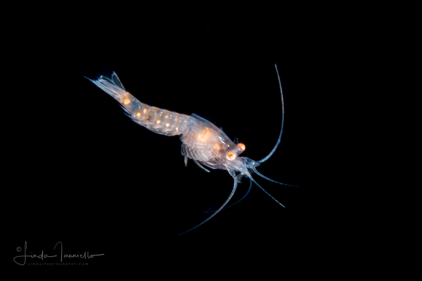 Mysid Shrimp - Mysida