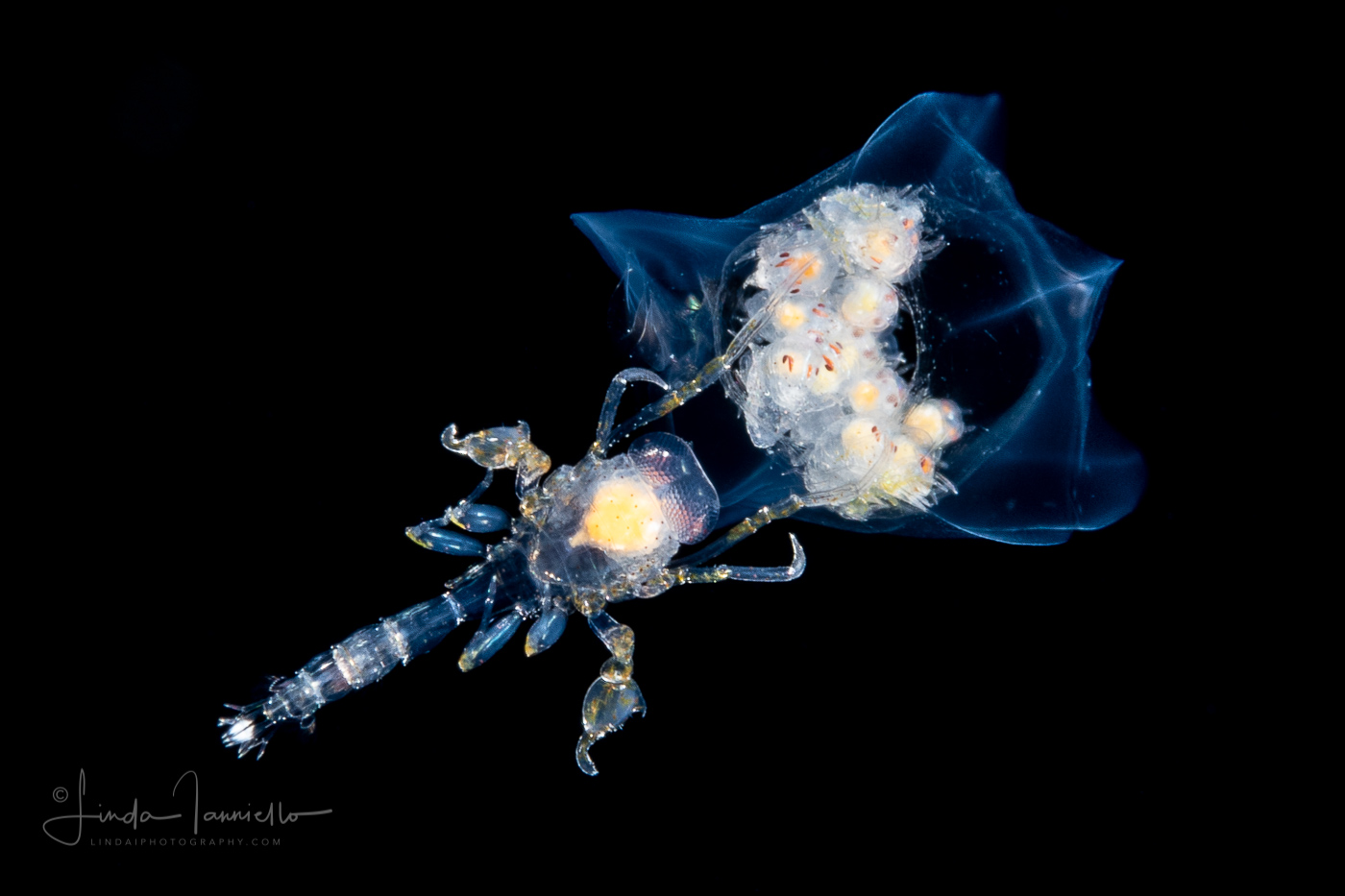 Pelagic Amphipod - Phronimidae - Phronima - With babies