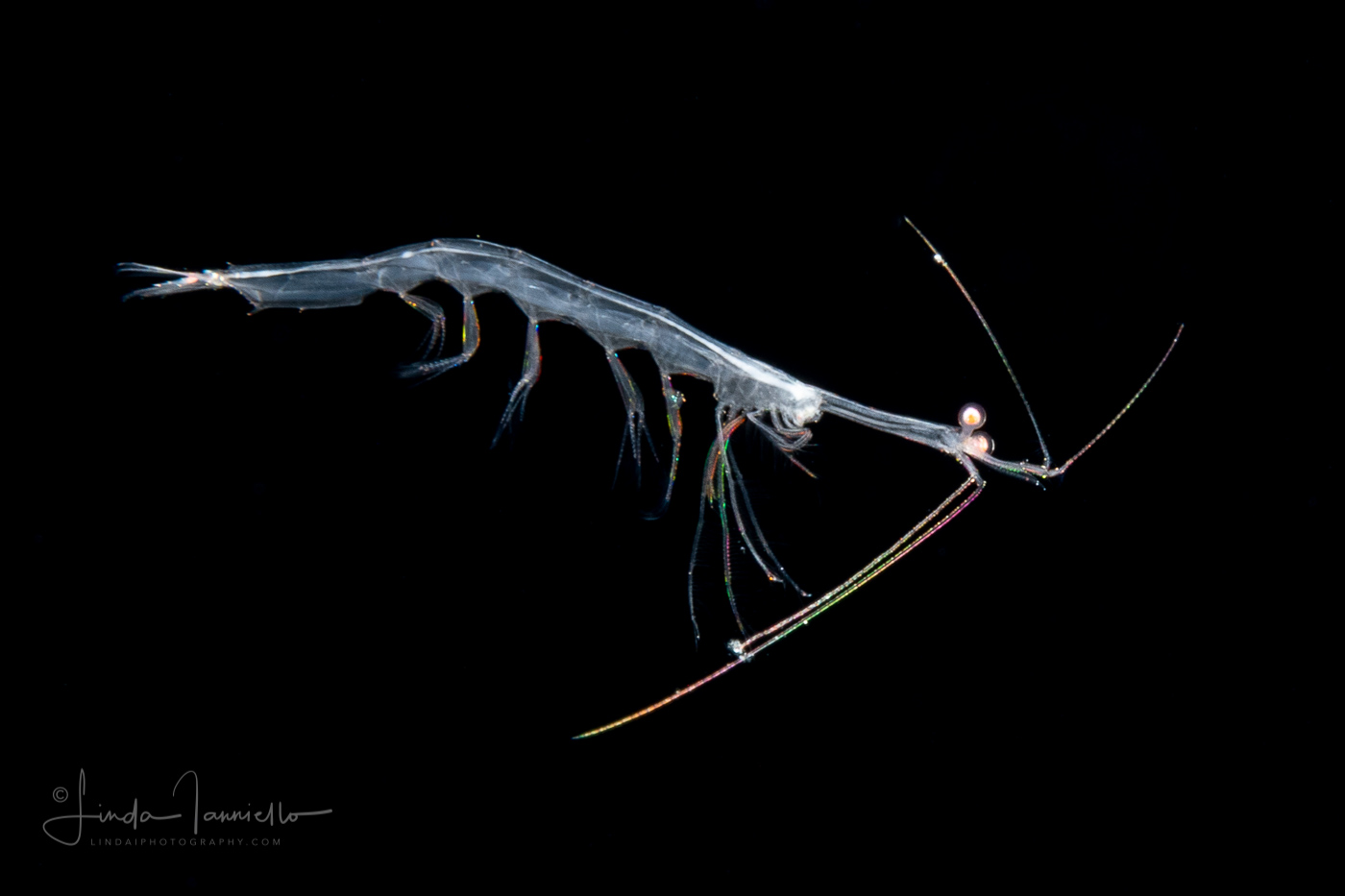 Planktonic Shrimp - Luciferidae Family -  Belzebub faxoni
