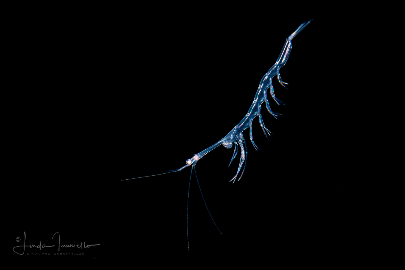 Planktonic Shrimp - Luciferidae Family - Lucifer sp.