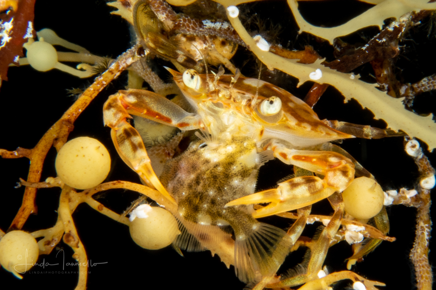 Sargassum Swimming Crab - Portunidae Family - Portunus sayi - Preying on small Planehead Filefish