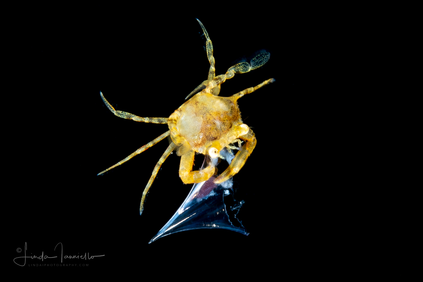 Sargassum Swimming Crab - Portunidae Family - Portunus sayi - preying on a Sea Butterfly - Pteropoda - Euthecosomata - probably Clio pyramidata