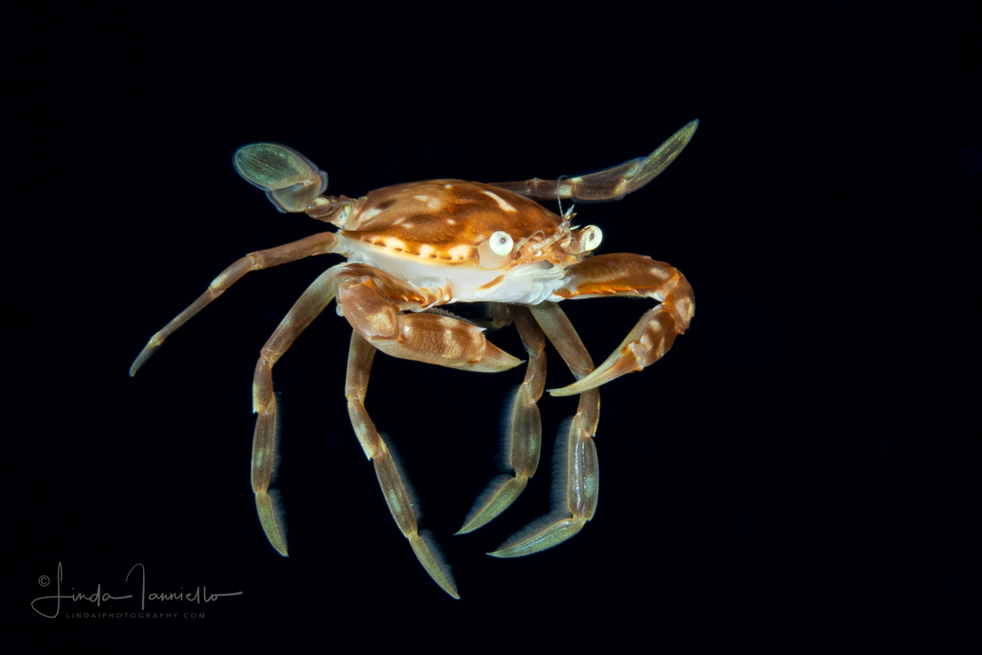 Sargassum Swimming Crab - Portunidae Family - Probably Portunus sayi