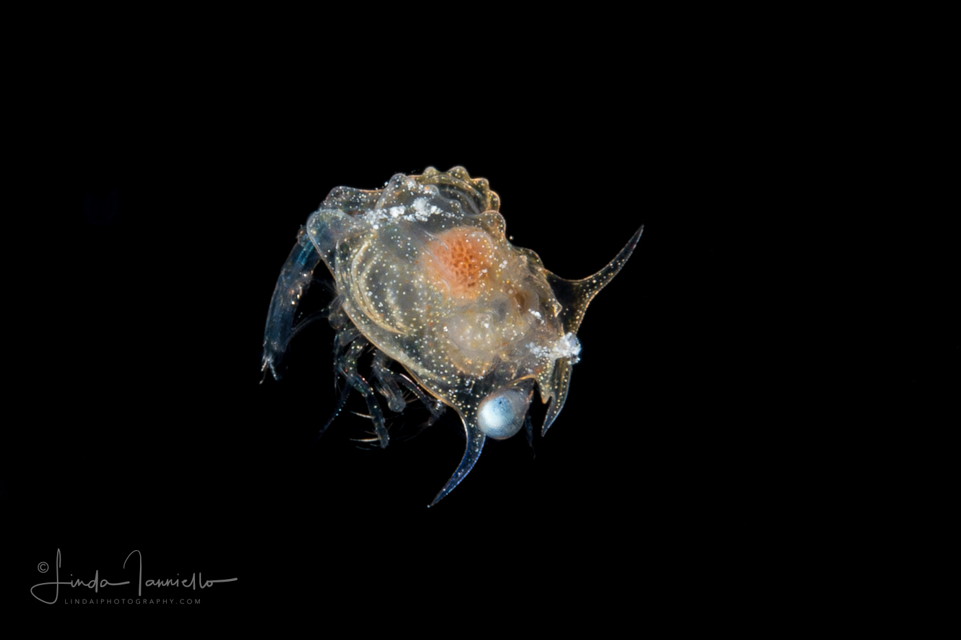 Shrimp Larva - Aristeidae Family - Cerataspis monstrosus