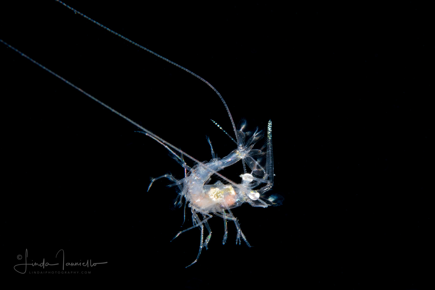 Shrimp Larva - Solenoceridae Family