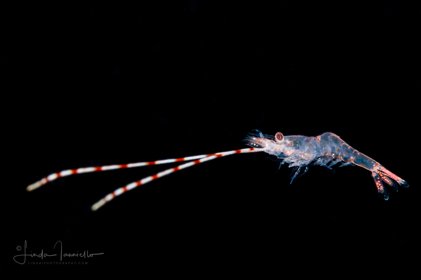 Shrimp - Palaemonidae Family