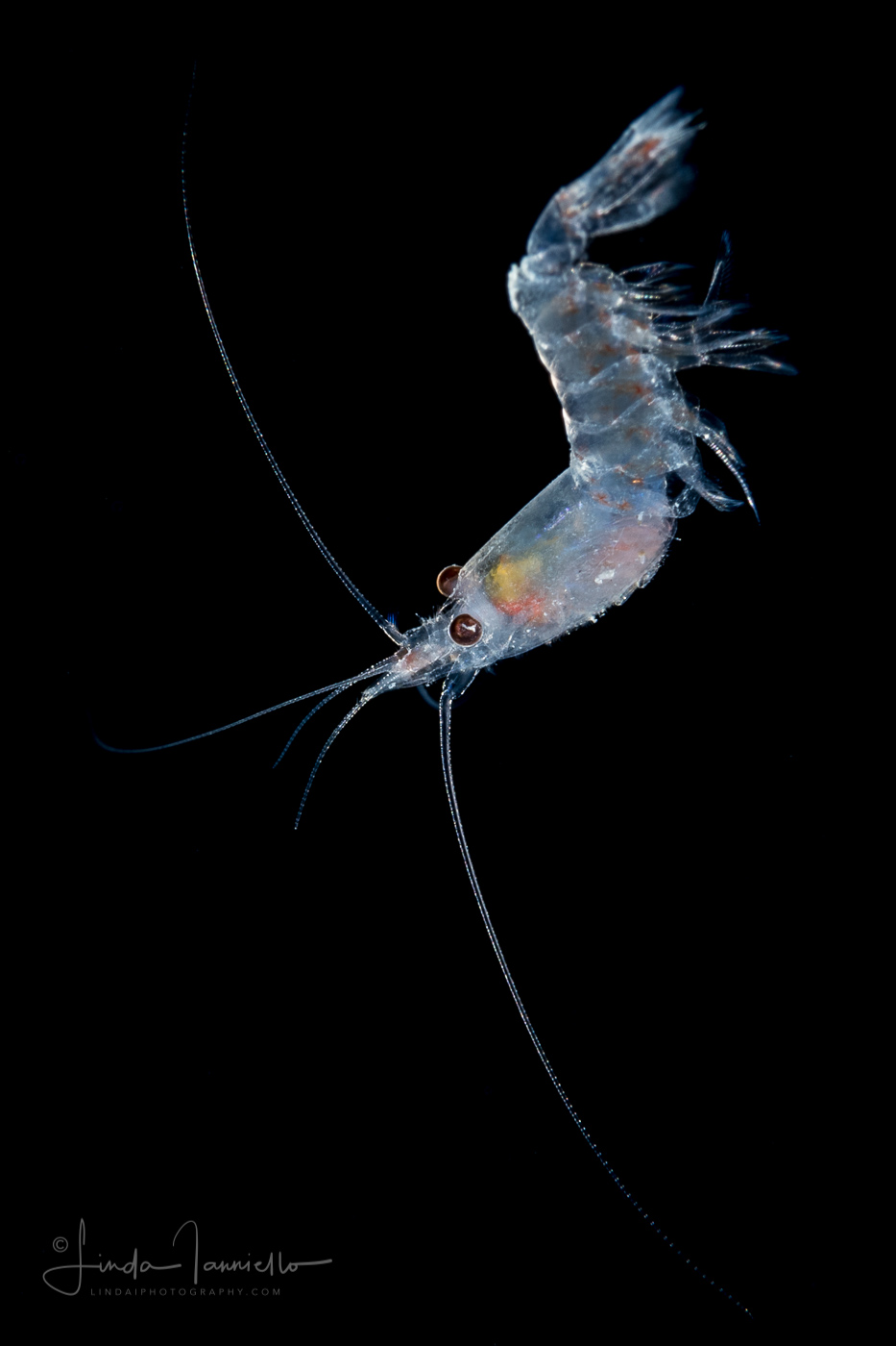 Shrimp - Pasiphaeidae Family - Leptochela sp.