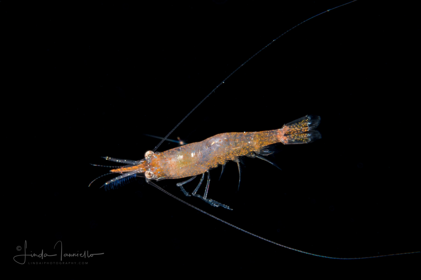 Shrimp - Pasiphaeidae Family - Leptochela sp.