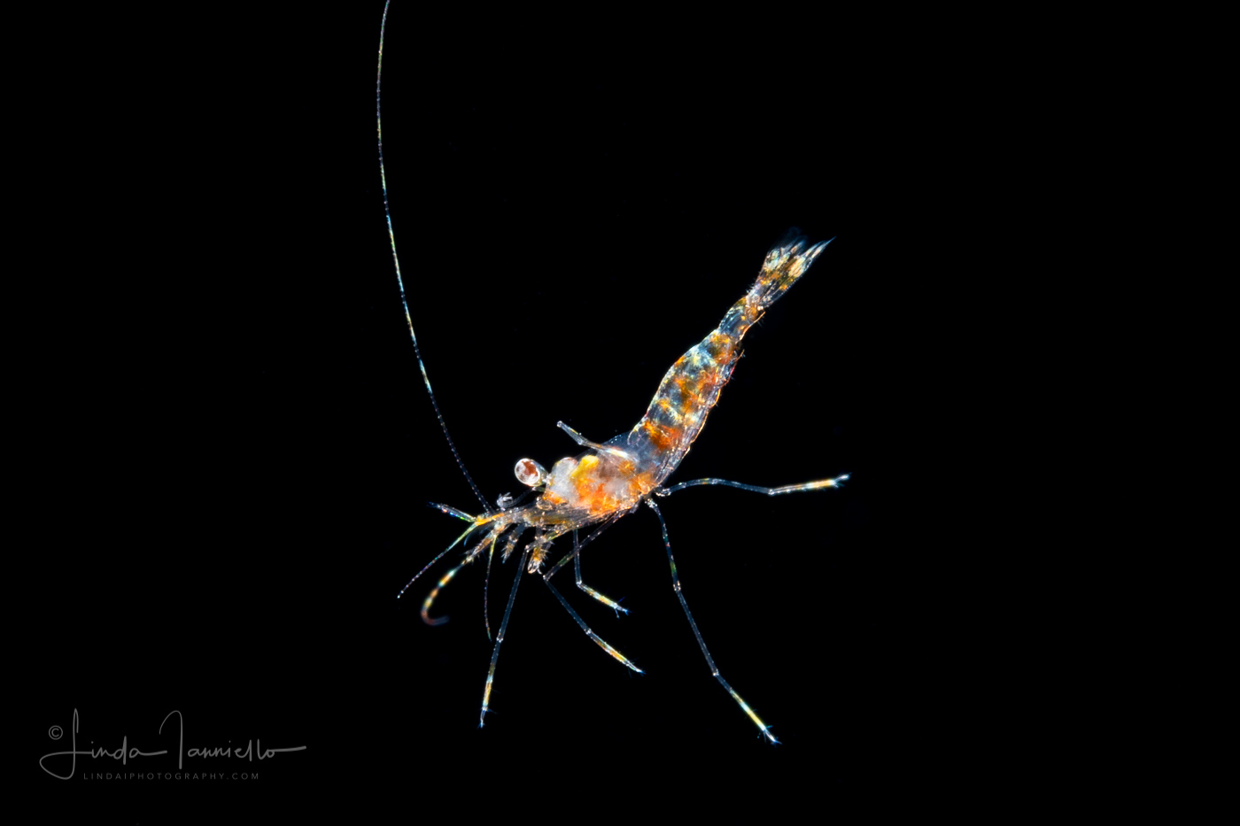 Shrimp - Possibly Stenopodidae Family - Stenopus hispidus