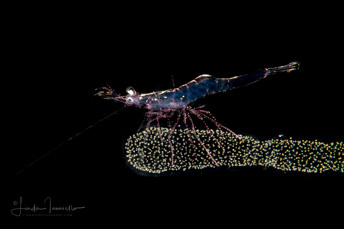 Shrimp Riding on a Radiolarian Colony
