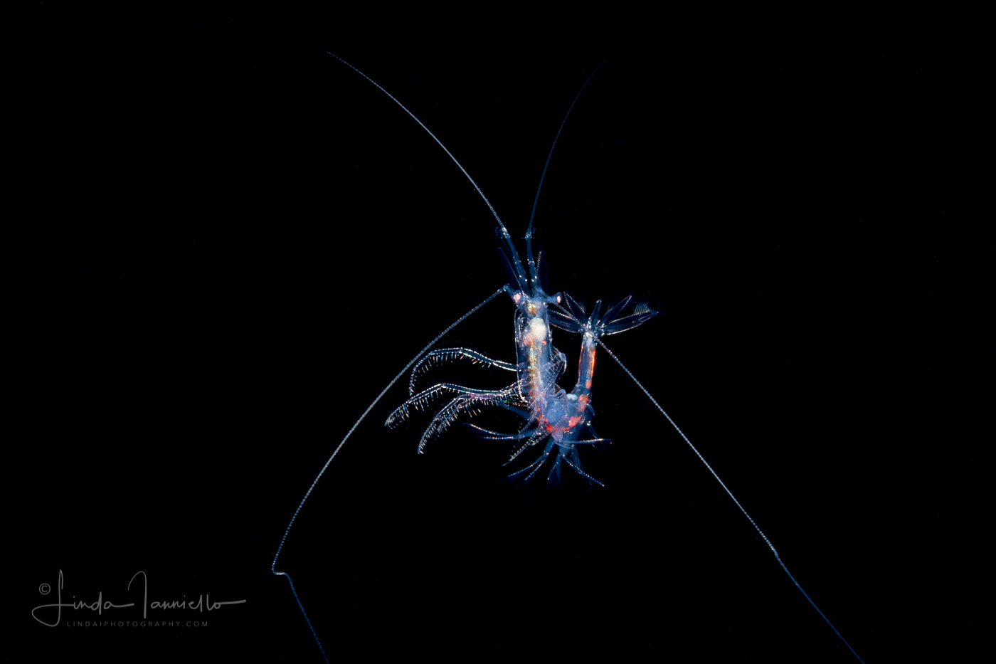Shrimp - Sergestidae Family