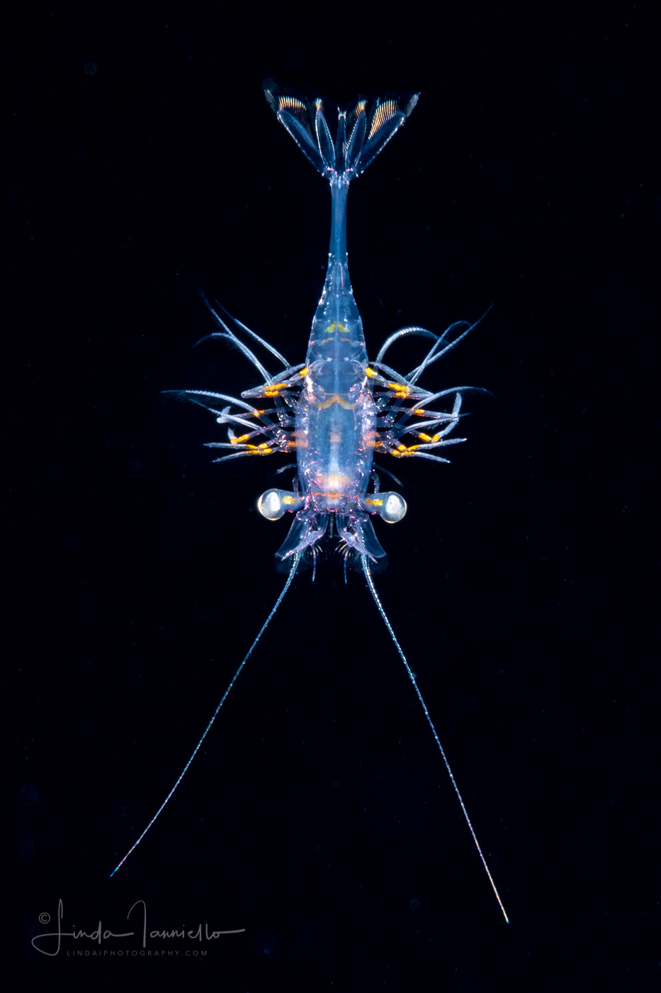 Shrimp Zoea - Decapoda - Caridea