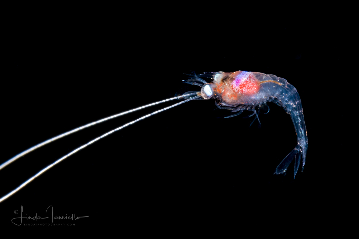 Shrimp Zoea Larva - Possibly Palaemonidae Family