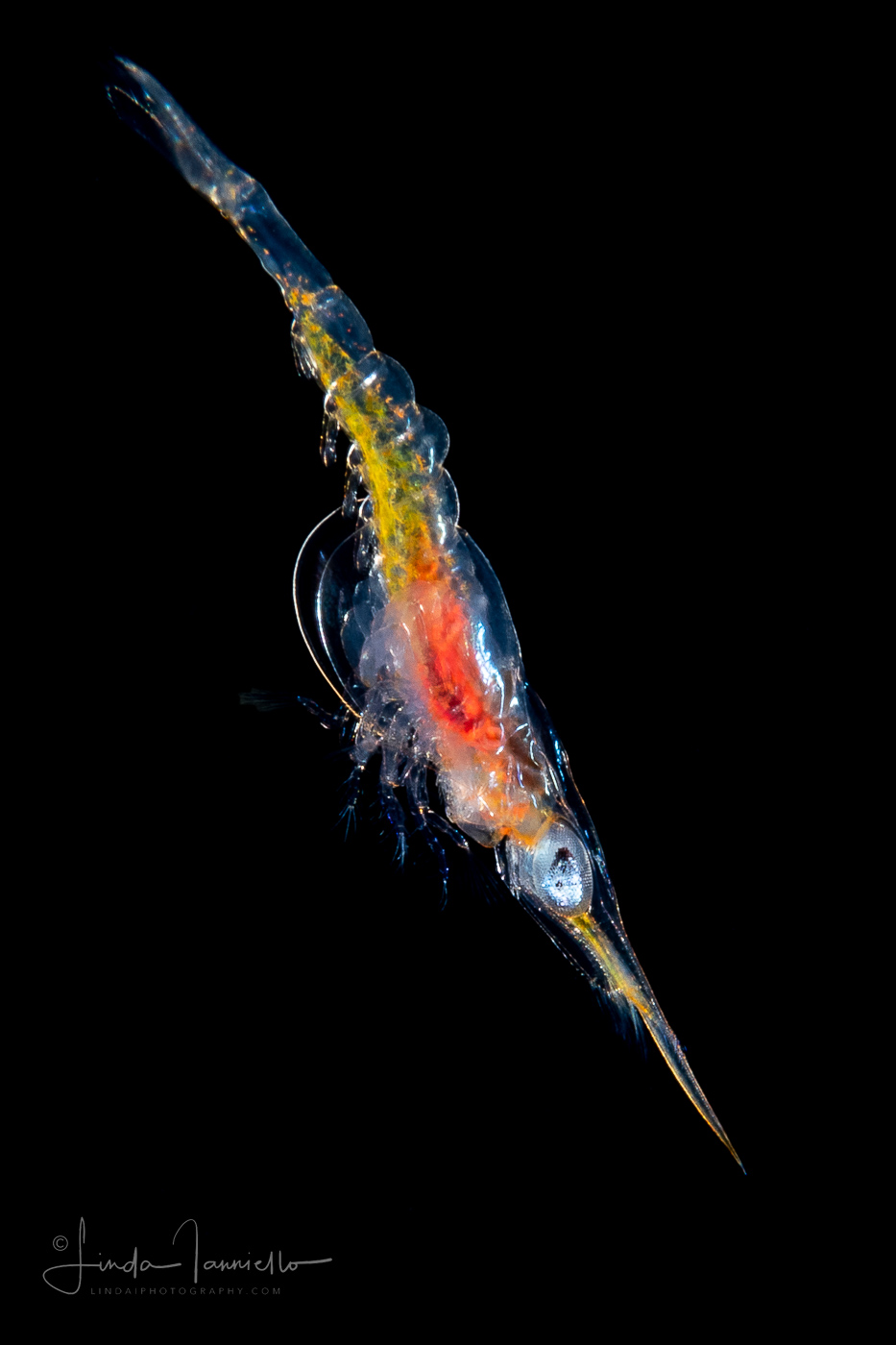 Shrimp - Zoea larval stage of a decapod shrimp