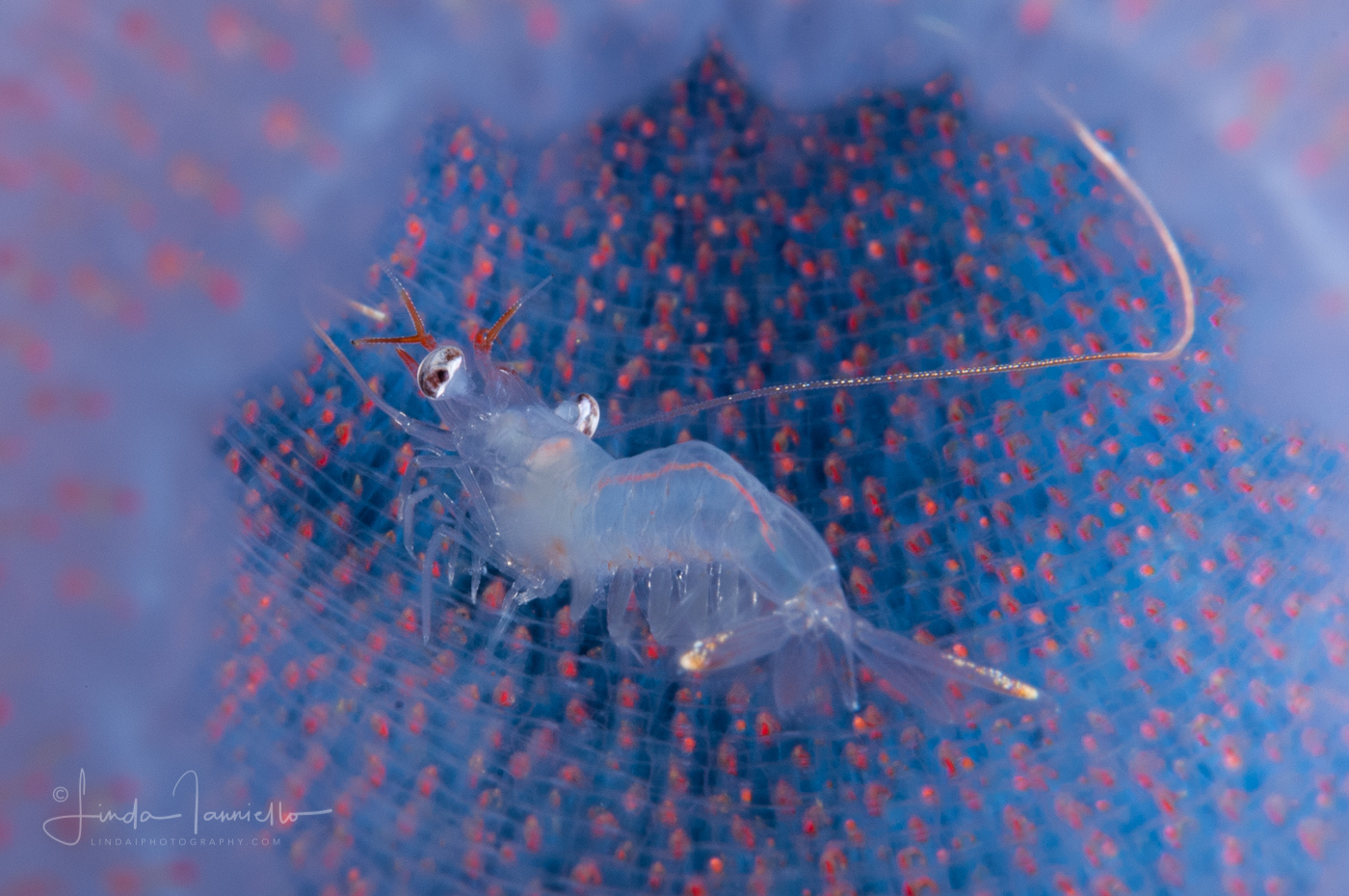 Shrimp in a Pyrosome - Pyrosomatida - Pyrosoma atlanticum
