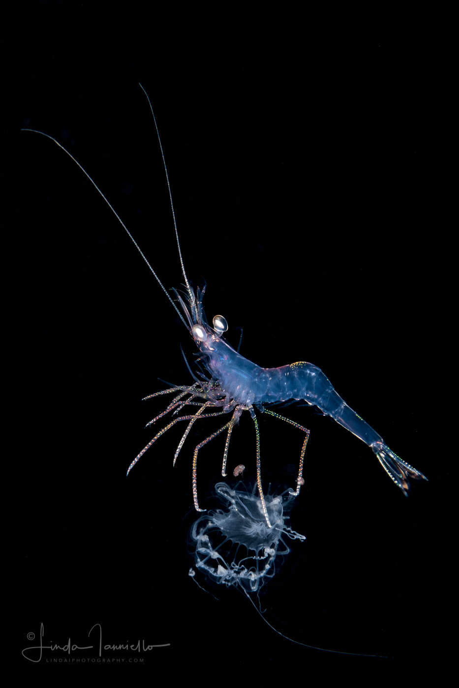 Shrimp on Jellyfish