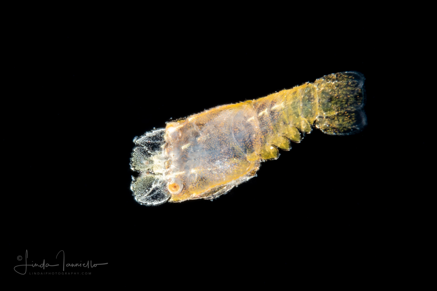 Slipper Lobster - Nisto Stage  Larva - Scyllaridae