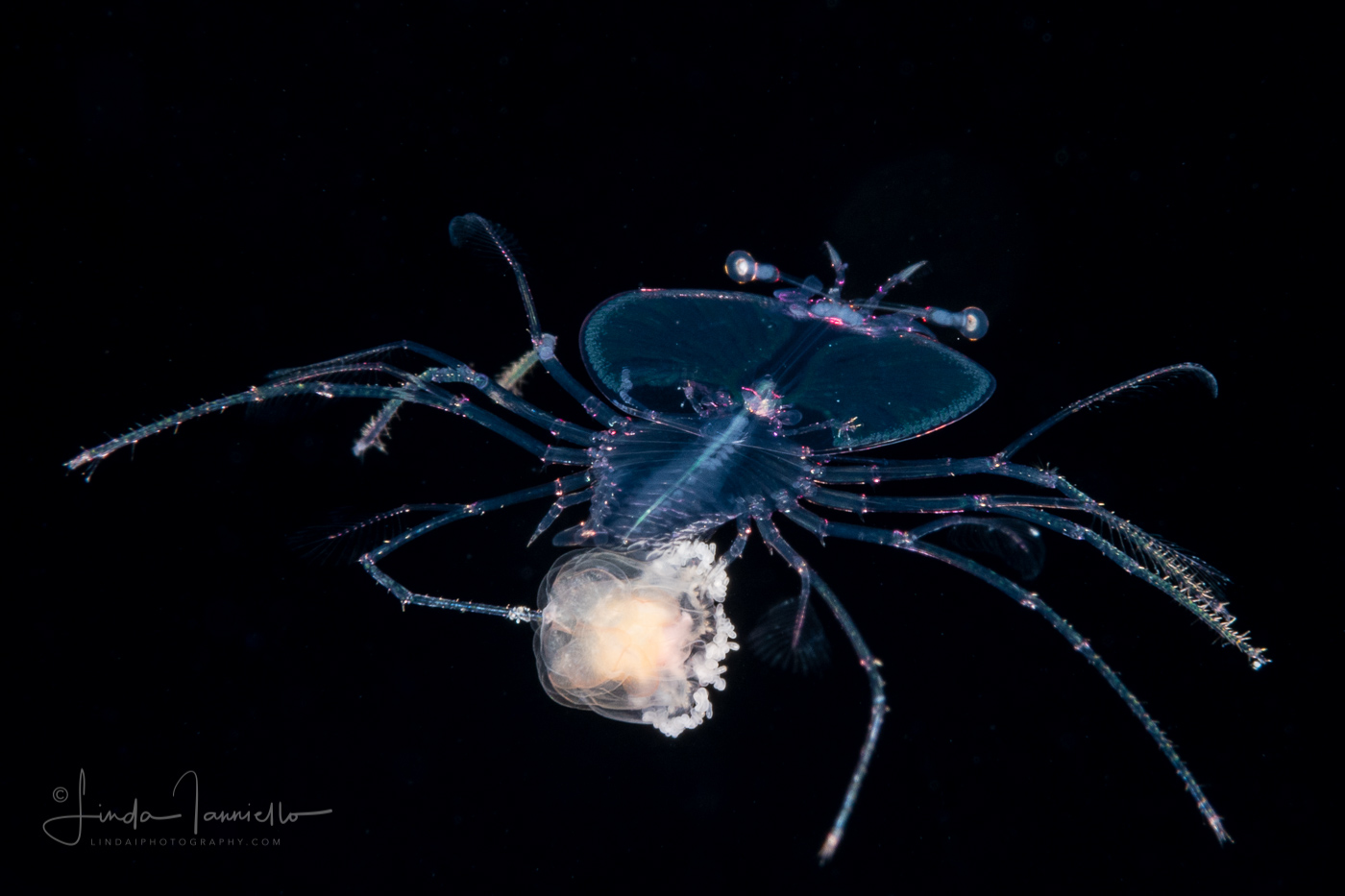 Slipper Lobster - Phyllosoma Larva - Scyllaridae