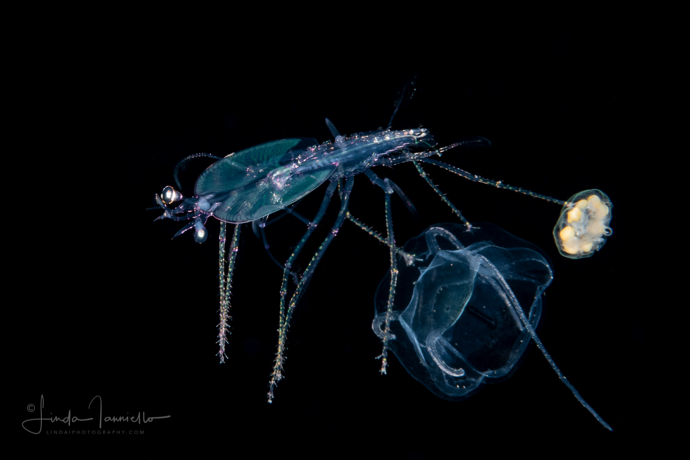 Slipper Lobster - Phyllosoma Larva - Scyllaridae