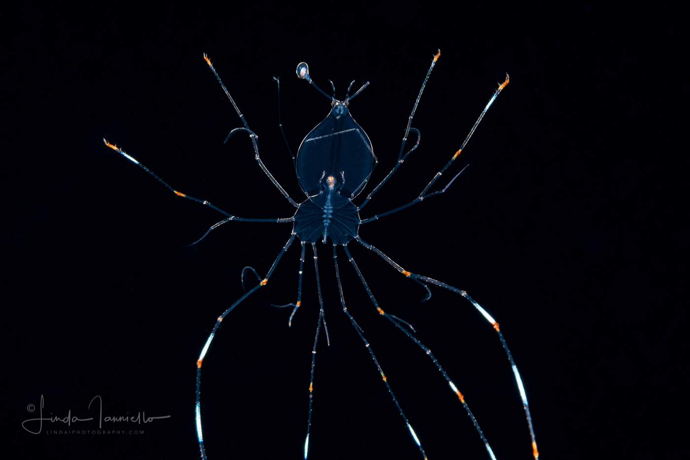 Slipper Lobster - Phyllosoma Larva - Scyllaridae - Missing an Eye