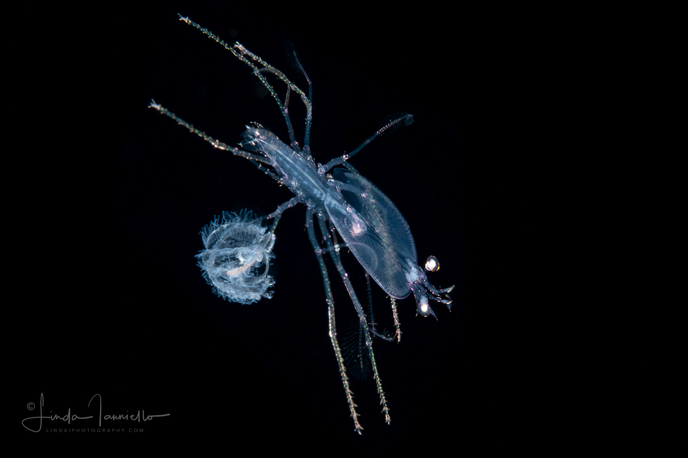Slipper Lobster - Phyllosoma Larva - Scyllaridae - With an Acorn Worm - Tornaria larva of a hemichordate worm
