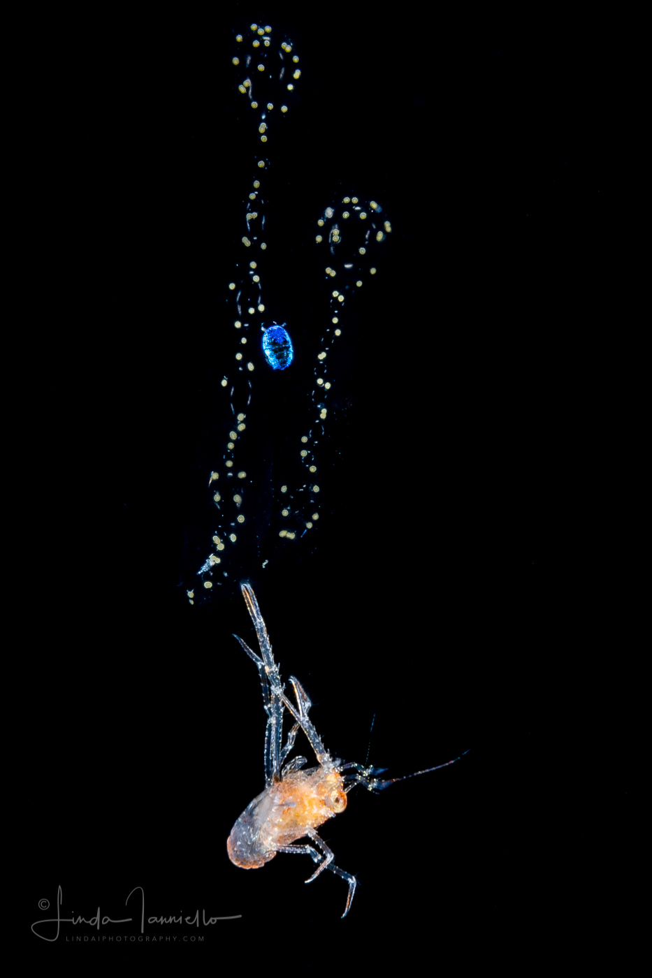 Squat Lobster - Galatheidae - Munida pusilla? - with  Radiolarian and a Copepod - Sapphirinidae - Sapphirina