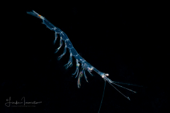 Planktonic Shrimp - Luciferidae Family -  Belzebub faxoni