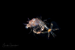 Shrimp