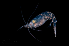 Adult Benthopelagic Shrimp - Pasiphaeidae Family - Leptochela bermudensis or L. serratorbita