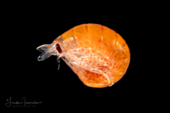 Amphipod