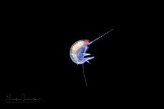 Amphipod - Bateidae - Batea catharinensis