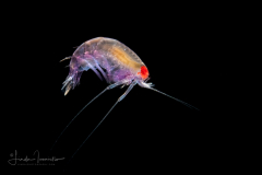 Amphipod - Bateidae - Batea catharinensis