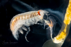 Amphipod - Hyperiidae - Vibilia species