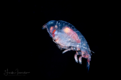 Amphipod - Phrosinidae Family - Phrosina semilunata