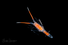 Amphipod - Scinidae Family - Scina sp.