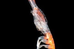 Amphipod - Scinidae Family - Scina sp.