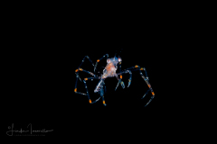 Arrow Crab Megalopa - Decapoda - Stenorhynchus sp.