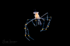 Arrow Crab Megalopa - Decapoda - Stenorhynchus sp.