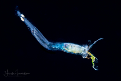Arrow Worm - Chaetognatha - preying on Copepod - Calanoida - Pontellidae Family - Pontella spp. - Male