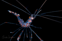 Banded Coral Shrimp Megalopa Larva - Stenopodidae - Stenopus hispidus