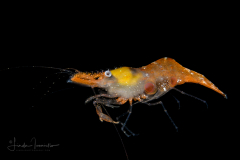 Brown Grass Shrimp - Palaemonidae Family - Leander tenuicornis