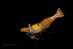 Brown Grass Shrimp - Palaemonidae Family - Leander tenuicornis