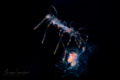 Caribbean Spiny Lobster - Palinuridae - Phyllosoma Stage Larva - with a Siphonophore